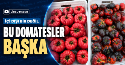BU DOMATESLER BAŞKA