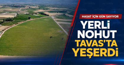 YERLİ NOHUT TAVAS'TA YEŞERDİ