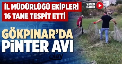 GÖKPINAR’DA PİNTER AVI