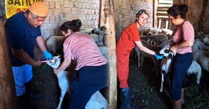 HAYVAN SAĞLIĞI İÇİN AŞILAMA VE KÜPELEME SÜRÜYOR