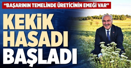 KEKİK HASADI BAŞLADI