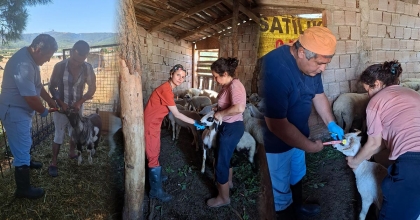 KÜÇÜKBAŞ HAYVANLARDA AŞILAMA VE KÜPELEME ÇALIŞMASI
