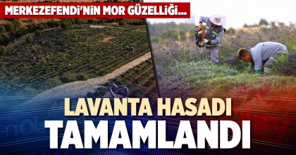 LAVANTA HASADI TAMAMLANDI