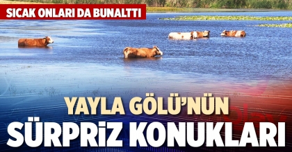 YAYLA GÖLÜ’NÜN SÜRPRİZ KONUKLARI
