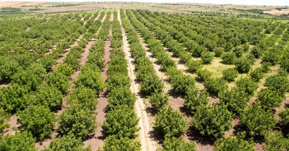 AĞAÇLANDIRMA SAHALARINDA ARAZİ HAZIRLIĞI YAPILACAK