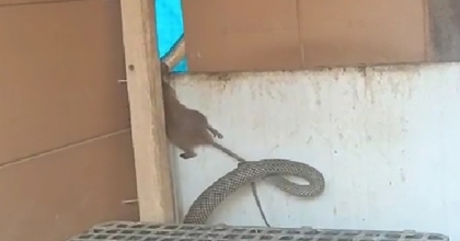 YILANIN FAREYİ YAKALADIĞI ANLAR