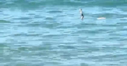 ÇEŞME’DE DENİZDE YILAN PANİĞİ