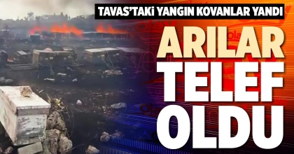 YANGINDA ARILAR TELEF OLDU