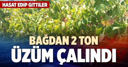 BAĞDAN 2 TON ÜZÜM ÇALINDI