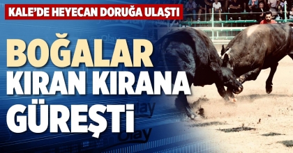 BOĞALAR KIRAN KIRANA GÜREŞTİ