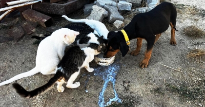 BULDAN’DA KEDİ VE KÖPEĞİN YÜREK ISITAN DOSTLUĞU