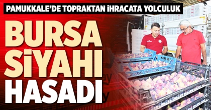 BURSA SİYAHI HASADI