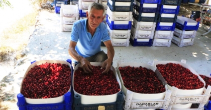ÇİVRİL’DE KIZILCIK HASADI BAŞLADI