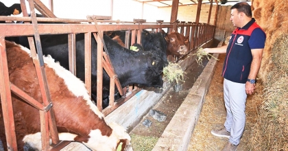 ÇİVRİL’DE ÜRETİCİYE 20 GEBE ANGUS DESTEĞİ