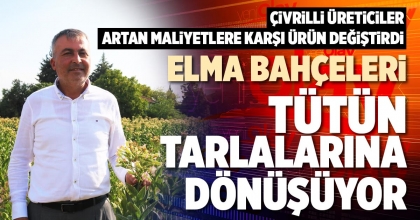 ELMA BAHÇELERİ TÜTÜN TARLALARINA DÖNÜŞÜYOR