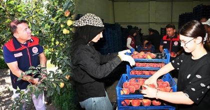  ELMA VE ŞEFTALİ ÜRETİMİ SAHADA İNCELENDİ