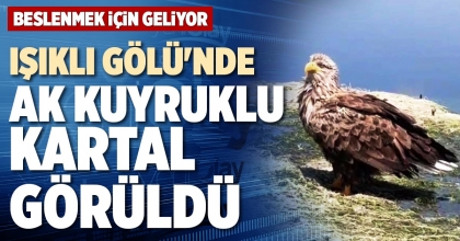 DENİZLİ IŞIKLI GÖLÜ'NDE AK KUYRUKLU KARTAL GÖRÜLDÜ