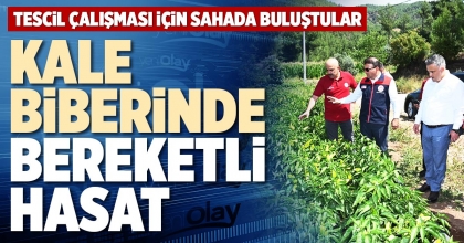 KALE BİBERİNDE BEREKETLİ HASAT