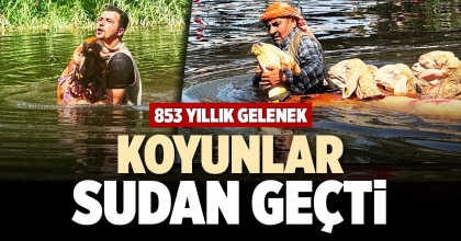 KOYUNLAR SUDAN GEÇTİ