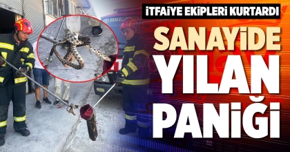 SANAYİDE YILAN PANİĞİ