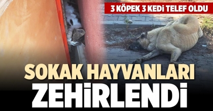 SOKAK HAYVANLARI ZEHİRLENDİ