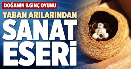 YABAN ARILARINDAN SANAT ESERİ
