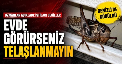 EVDE GÖRÜRSENİZ TELAŞLANMAYIN