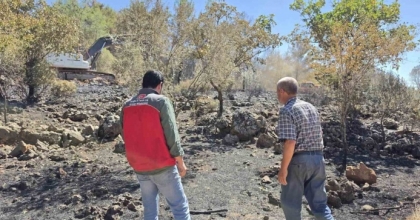 MENTEŞE’DE YANGIN SONRASI TARIM ARAZİLERİNDE HASAR TESPİT ÇALIŞMALARI SÜRÜYOR