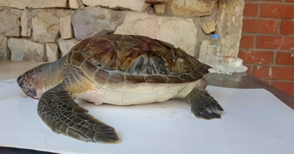KUŞADASI KÖRFEZİ’NDE 4 DENİZ KAPLUMBAĞASI ÖLÜ BULUNDU

