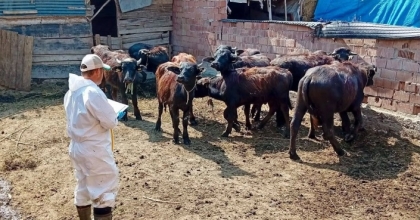 ÇAY’DA SONBAHAR AŞILAMA KAMPANYASI SÜRÜYOR
