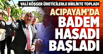 ACIPAYAM’DA BADEM HASADI BAŞLADI