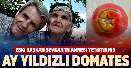 AY YILDIZLI DOMATES