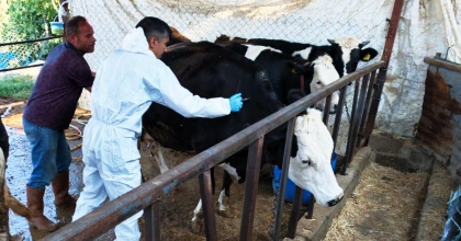 DENİZLİ’DE HAYVANLARA KORUYUCU ŞAP AŞISI