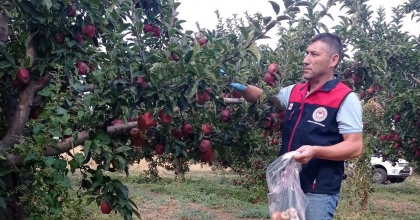 ELMA BAHÇELERİNDE HASAT ÖNCESİ KONTROLLER SÜRÜYOR