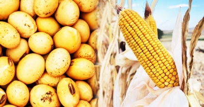 GDO’LU 3 MISIR VE 1 SOYA ÇEŞİDİNİN İTHALAT İZNİ 10 YIL UZATILDI