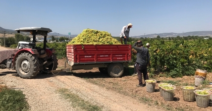 GÜNEY’DE ÜZÜMCÜNÜN İSYANI SÜRÜYOR