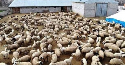 KÜÇÜKBAŞ YETİŞTİRİCİLERİNE 25,7 MİLYON TL DESTEK
