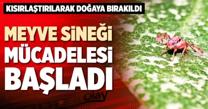 MEYVE SİNEĞİ MÜCADELESİ BAŞLADI