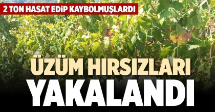 ÜZÜM HIRSIZLARI YAKALANDI