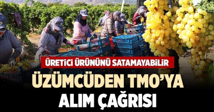 ÜZÜMCÜDEN TMO’YA  ALIM ÇAĞRISI