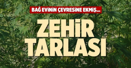 ZEHİR TARLASI