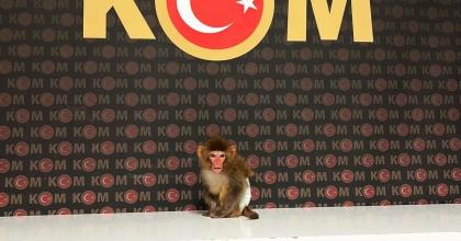 POLİS YAPTIĞI BASKINDA NESLİ TÜKENMEKTE OLAN MAYMUN YAKALADI