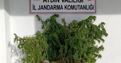 İNCİRLİOVA’DAKİ UYUŞTURUCU BASKININDA 47 KÖK KENEVİR ELE GEÇİRİLDİ
