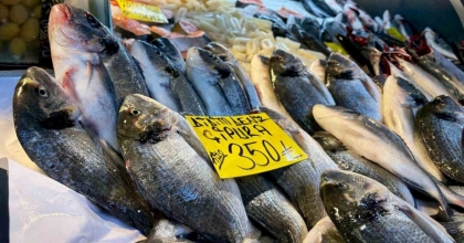 TEZGAHLARIN ŞAMPİYONU ’PALAMUT’