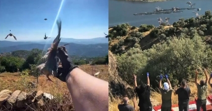 AYDIN’DA DOĞAL YAŞAM ALANLARINA KINALI KEKLİK SALIMI YAPILDI
