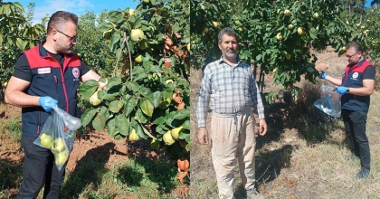 AYVA BAHÇELERİNDE HASAT ÖNCESİ PESTİSİT DENETİMİ