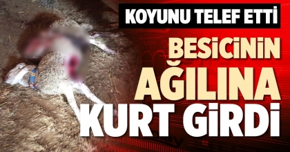 BESİCİNİN AĞILINA KURT GİRDİ