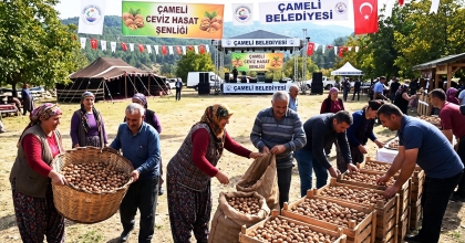 ÇAMELİ’DE CEVİZ HASAT ŞENLİĞİ HAZIRLIĞI
