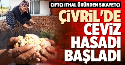 ÇİVRİL'DE CEVİZ HASADI BAŞLADI