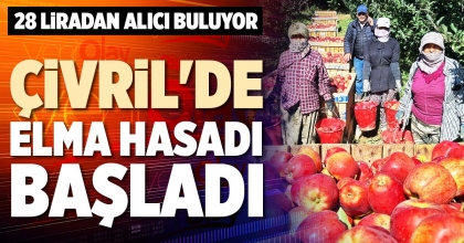 ÇİVRİL'DE ELMA HASADI BAŞLADI
